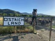 Doug Glover films ostriches at Ostrichland USA in Solvang, California.