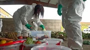 Die „Reset“-Reporter wühlen im Biomüll einer städtischen Kompostieranlage und finden noch viel Essbares, das entsorgt wurde. Zuviel im Kühlschrank oder keine Zeit gehabt, es zu essen? Warum landete es am Ende im Müll? „Reset“ – anders essen versucht Antworten zu finden warum wir mit unseren Lebensmitteln umgehen, wie wir es tun.
