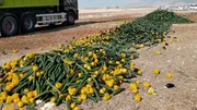 Spanische Bauern vernichten wegen Preisdumping lieber ihr geerntetes Gemüse.