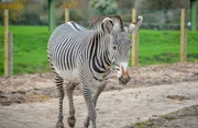 Grevyzebra.