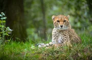 Gepard Safi.
