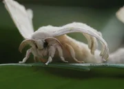 Falterwelten
Vom seidenen Faden / Die Monarchen kommen
Staffel 1, Episode 1
Seidenspinner