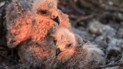 Raubvogelküken im Nest.