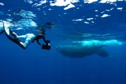 Unterwasser-Kameramann Simon Enderby nähert sich knapp unter der Oberfläche einem Paar Pottwale.