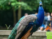 Pfau.