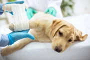 Sad labrator with broken leg at vet surgery