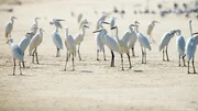 Seidenreiher an der Küste Sri Lankas. Sie sammeln sich in großen Gruppen und gehen gemeinsam auf Nahrungssuche.