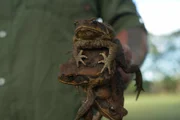 Close up shot of someone holding frogs.