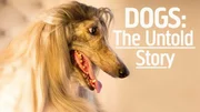 An Afghan at the New York Dog Hotel.