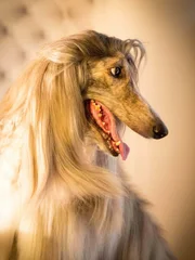 An Afghan at the New York Dog Hotel.