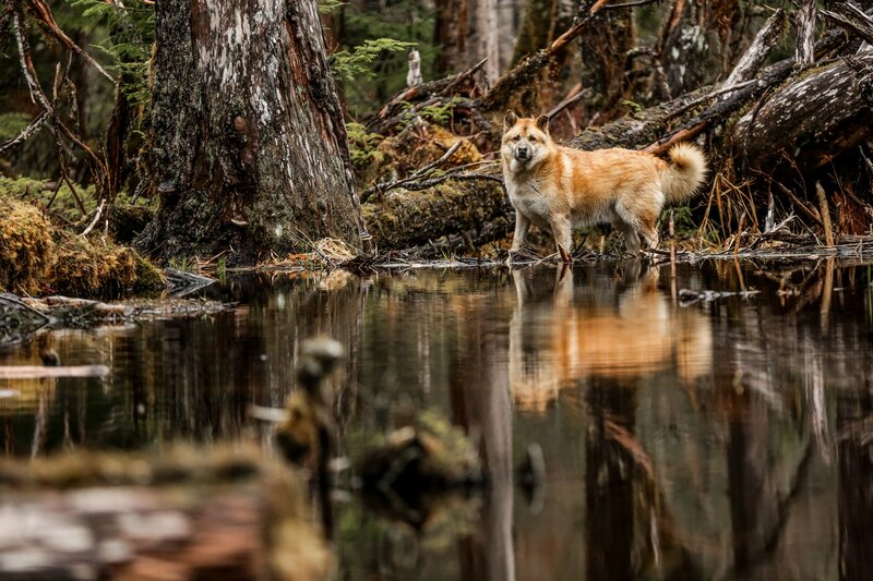 Lawless Island Alaska Gary Muehlberger / Alaska : seuls au monde - Aux côtés des loups | Moustique - Except the fact that the oldest of all, gary muehlberger, has lost his life in march 2021.