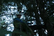 A fearful Fuzz, peers down from his perch, 40 feet up a tree.