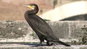 Cormorant