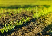 Young corn field in brown soil at sunset