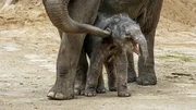 Leev Ma Rie, geboren im Juni 2020, ist das Nesthäkchen der Asiatischen Elefanten im Kölner Zoo.
