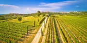 Istrian vineyard region, aerial view. Town of Buje, landscape panorama.