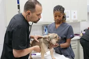 Dr. Lavigne and vet tech assistant doing additional testing on Baxter