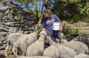Vermutlich die jüngste Schäferin des Sterngebirges: Ana Matos mit ihrer Herde von Bordaleira-Schafen