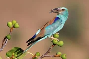 European roller