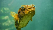 Zoo Bochum: der Igelfisch Torben schaut neugierig die Besucher an.