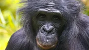 Bili wurde von Pflegern aufgezogen und hat es schwer in seiner Bonobo-Gruppe im Zoo Krefeld.