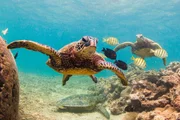 Turtle swiming