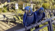 Hyazitharas im Aralandia Wuppertal haben die Chance sich ihre Partner frei auszuwählen.
