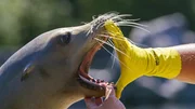 Zoo Gelsenkirchen: Zahncheck bei den Seelöwen - medizinisches Training.