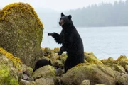 Eine Schwarzbär-Mutter beaufsichtigt ihre Jungen an der Küste von Vancouver Island, Kanada.