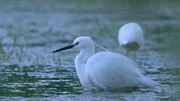 Little egret rests in the water.