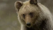 In Italien leben marsikanische Bären und Braunbären
