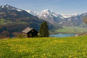 Alpine meadow in spring, Switzerland