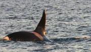Die Rückflosse bedeutet Gefahr für Buckelwalkälber: Ein Orca nähert sich.