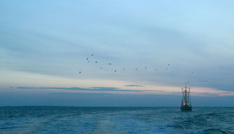 Der Seehund von Sanderoog (D, 2006)