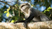 A Sykes' monkey looks down from a high branch in the sunshine.