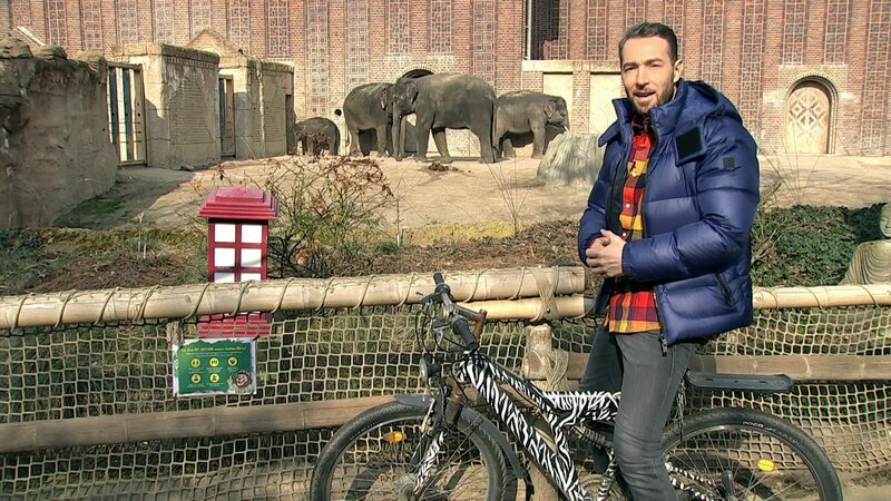 Christian Steyer Elefant Tiger Und Co