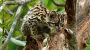 Der Lebensraum des Margay ist das Kronendach, er kann hervorragend klettern.