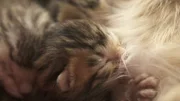 Wildkatzen lassen sich in der zweiten bis siebten Lebenswoche leicht zähmen. Doch wenn sie erwachsen werden, kehrt ihr wildes Wesen zurück. in Verbindung mit der Sendung bei Nennung ZDF/Jasper Engel