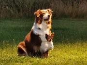 Am Abrichteplatz von Michaela Jaskulski zeigt Nuki den „Känguru-Hund“.