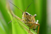 A giant orange grasshopper is on a leaf.