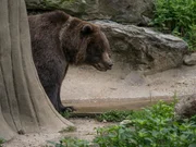 Brown Bear On Exhibit