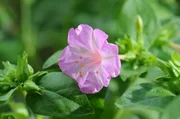 Schöne der Nacht: Mirabilis nobilis.