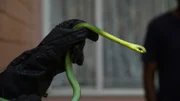 Close up shot of Siouxsie Gillett's gloved hand holding onto a green mamba (Dendroaspis angusticeps). These specialised gloves are bite resistant but not bite-proof so they are still sure to handle the snake carefully even with the gloves on.(National Geographic /Jed Kenny)