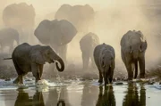 Eine Herde afrikanischer Elefanten stillt ihren Durst in der Abenddämmerung am Wasserloch.