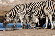 Zebras sind soziale Tiere, die sich in kleinen Familiengruppen zusammenfinden.