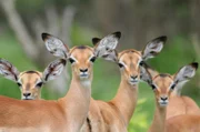 Hunderttausende von Impala-Fohlen werden während der Regenzeit geboren. In ganz Afrika existieren über zwei Millionen Antilopen.