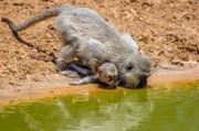 Eine Grünmeerkatze und ihr Junges trinken am Rande des Wasserlochs.