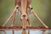 Wie Giraffen müssen Impalas ihre Vorderbeine ausstrecken, um das Wasser zu erreichen, was sie anfällig für Raubtiere macht.