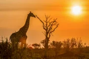 Giraffen sind die größten Tiere der Welt und kommen nur südlich der Sahara vor.