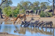 An den Wasserlöchern kommen die Tierarten friedlich zusammen, denn sie sind eine wichtige Lebensader für die ganze Gemeinschaft. Doch von Raubkatzen wird angenommen, dass sie in der Trockenzeit die Wasserstellen als Jagdrevier nutzen.